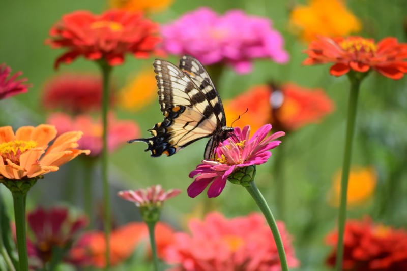 Butterfly-Gardening